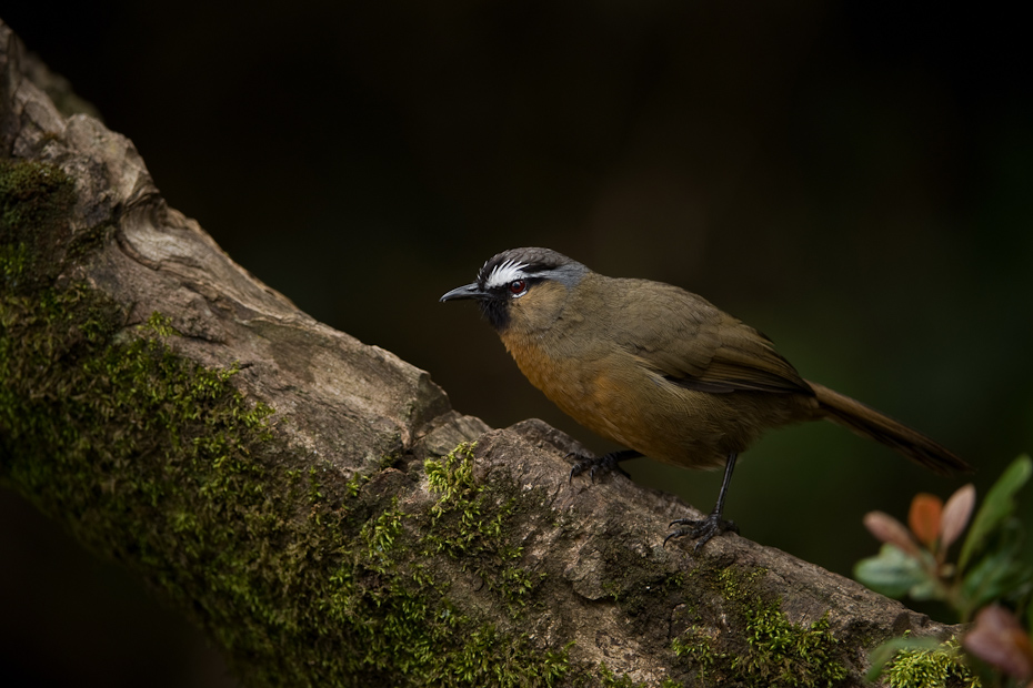 The Black-chinned Laughingthrush Garrulax cachinnans, earlier also known as the Nilgiri Laughingthrush is one of the many endemic and restricted range bird species of the Western Ghats.